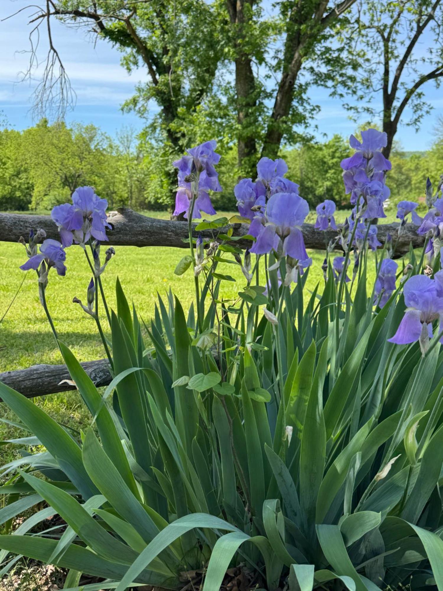 Ozark Country Inn Mountain View Ngoại thất bức ảnh